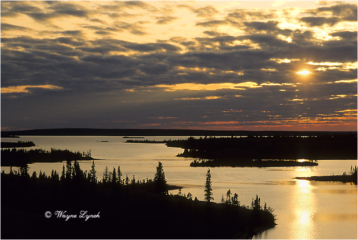 Damant Lake Barrenlands 104 by Dr. Wayne Lynch &copy;